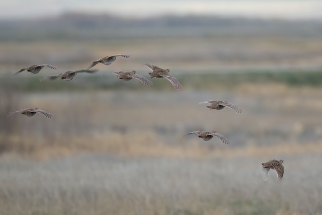 Gray Partridge