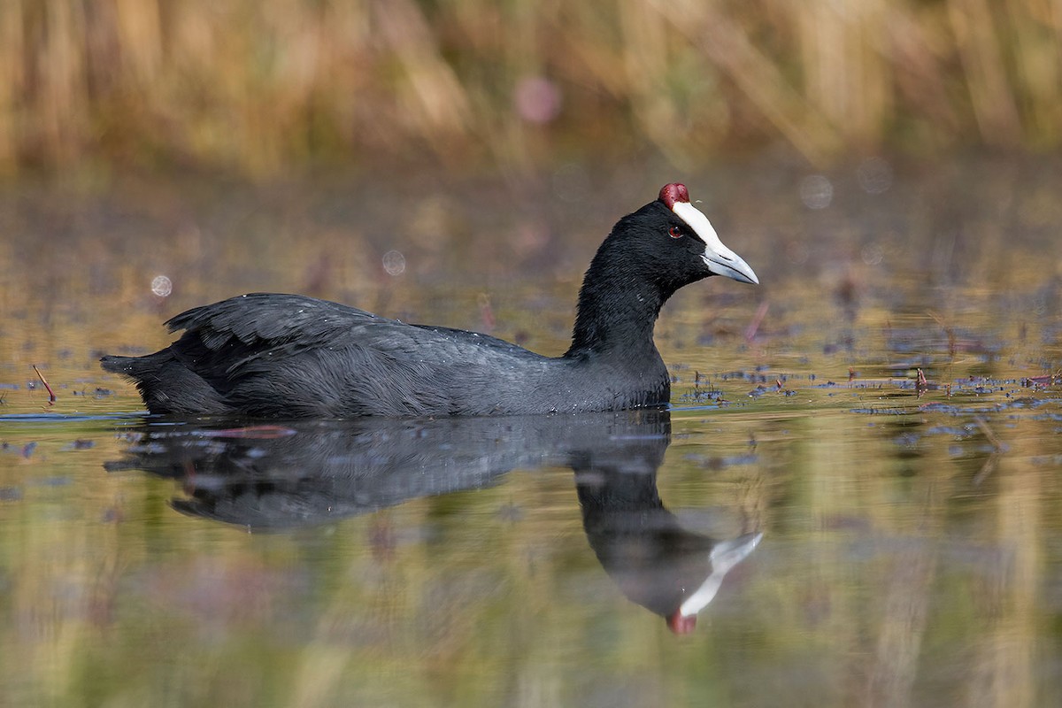 Red-knobbed Coot - ML488635821
