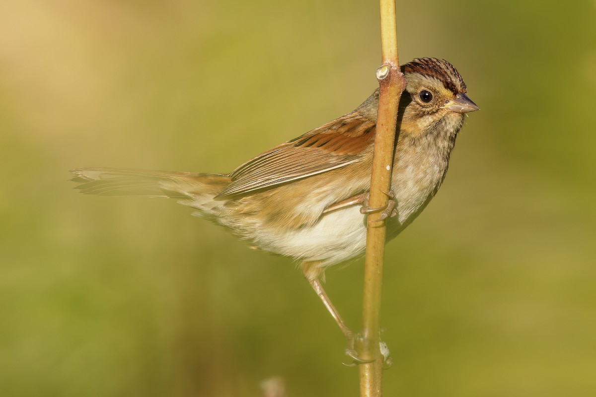 Swamp Sparrow - ML488636861