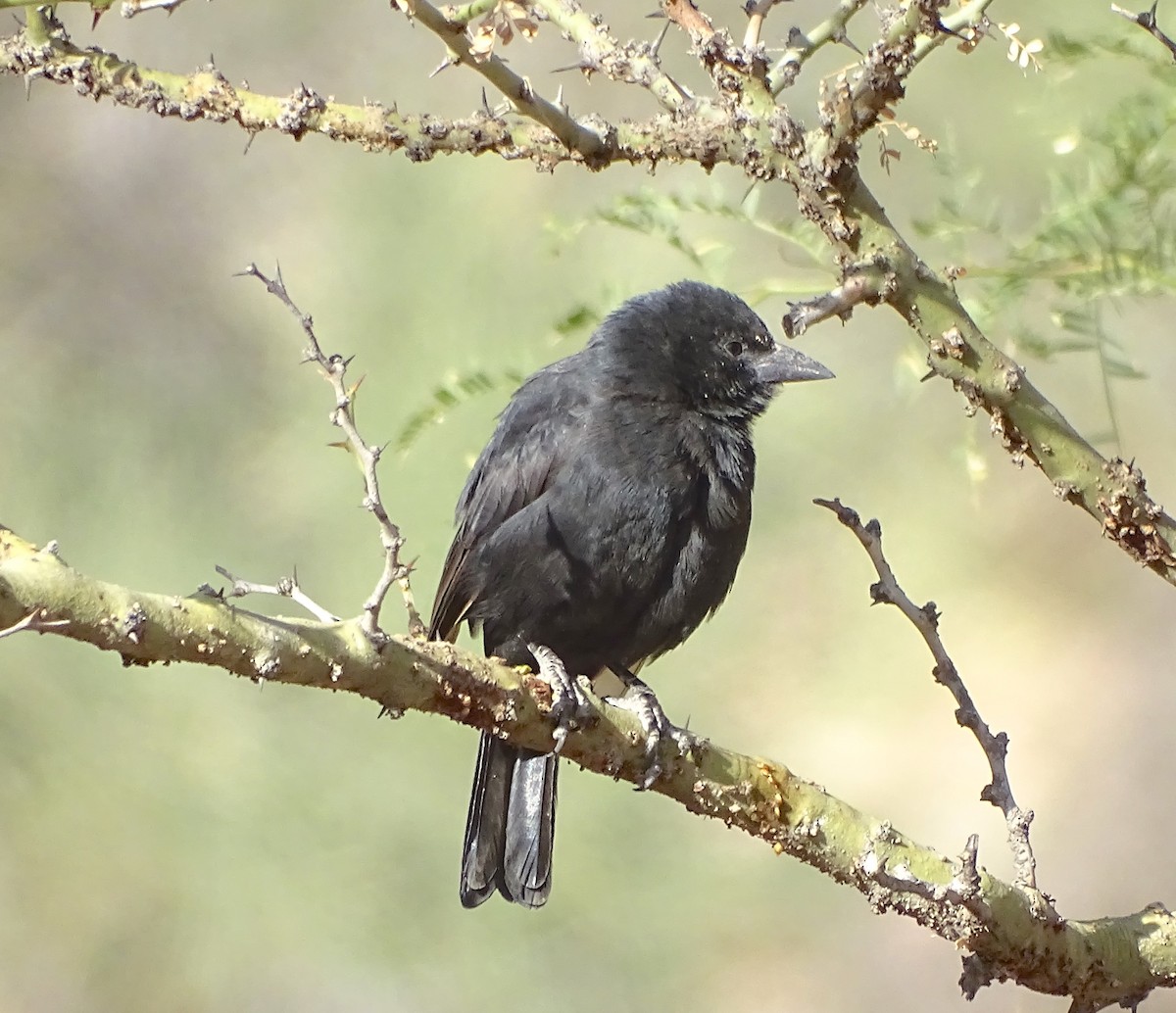 Bolivian Blackbird - Sandra Keller