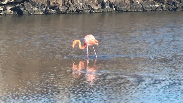 American Flamingo - ML488640