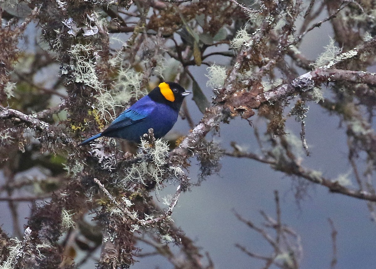 Yellow-scarfed Tanager - ML488644901