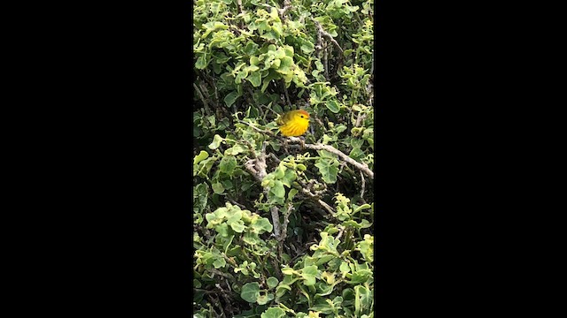 lesňáček žlutý (ssp. aureola) - ML488647