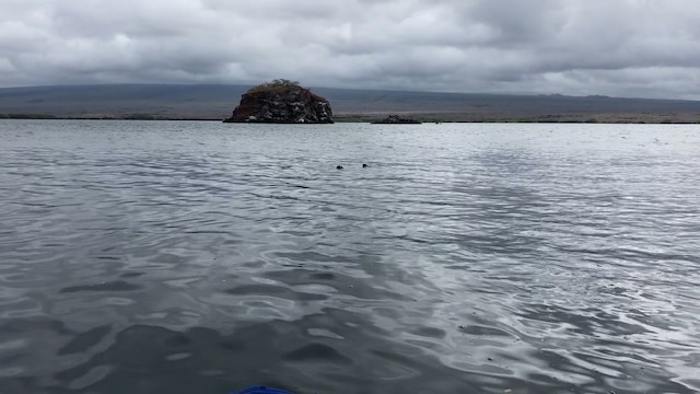 Galapagos Sea Lion - ML488650