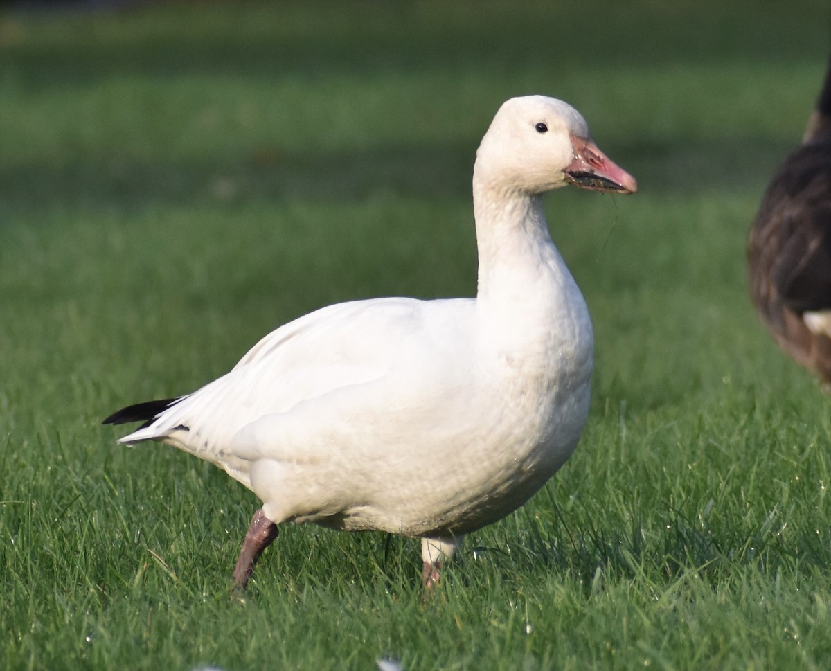 eBird Checklist 29 Sep 2022 Wood Dale Grove Forest Preserve 42