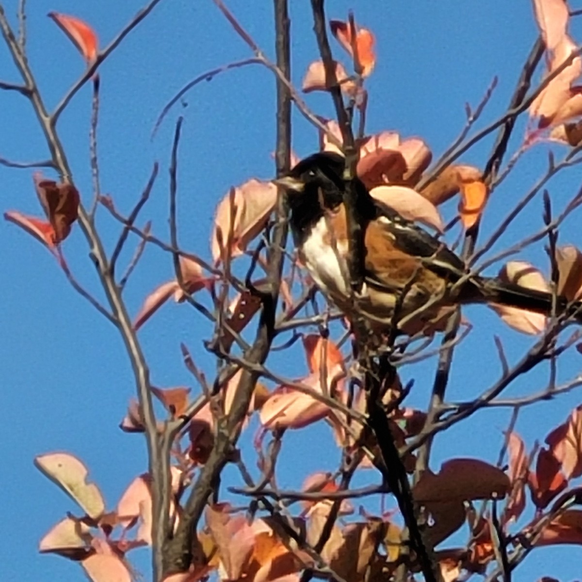 Spotted Towhee - ML488664351