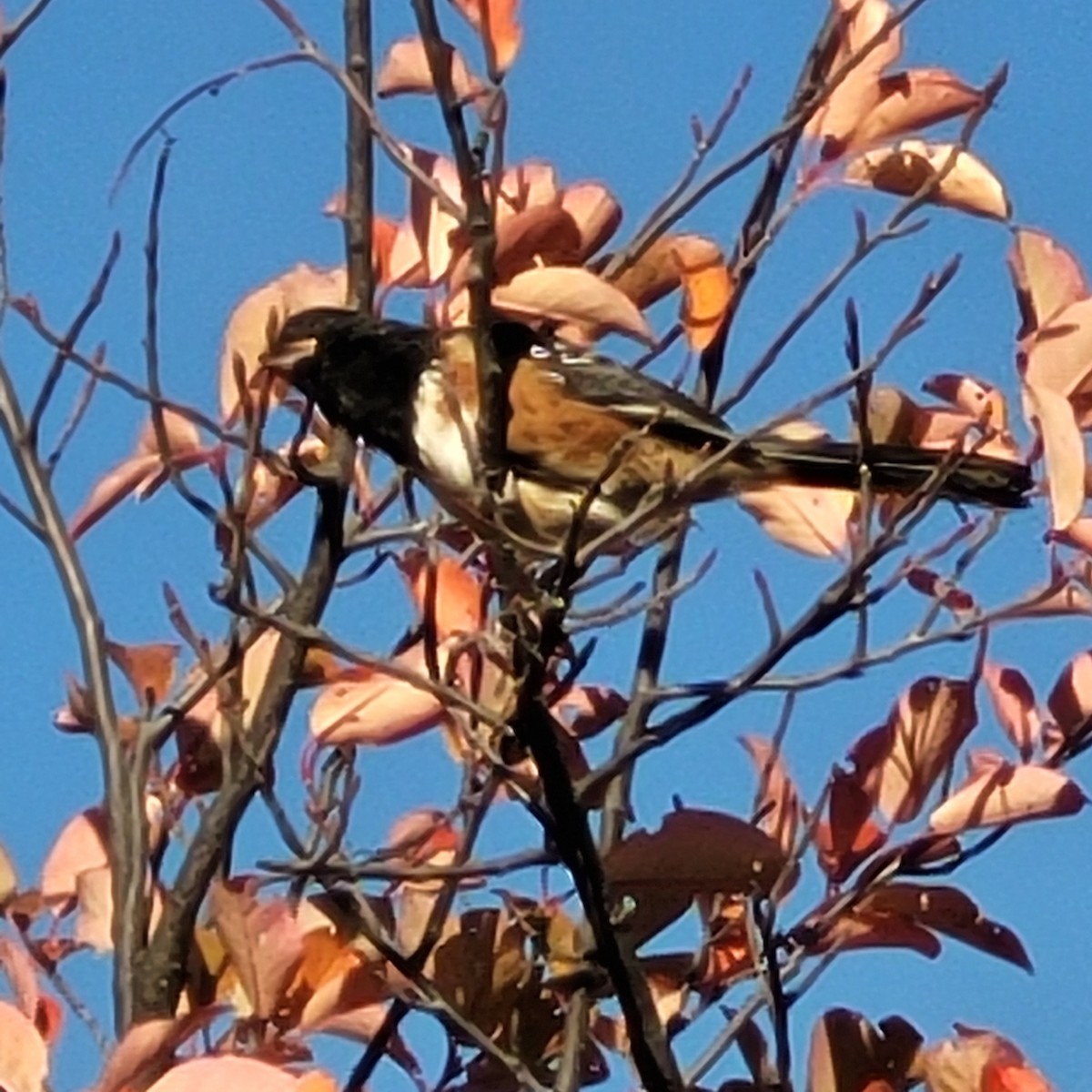 Spotted Towhee - ML488664361