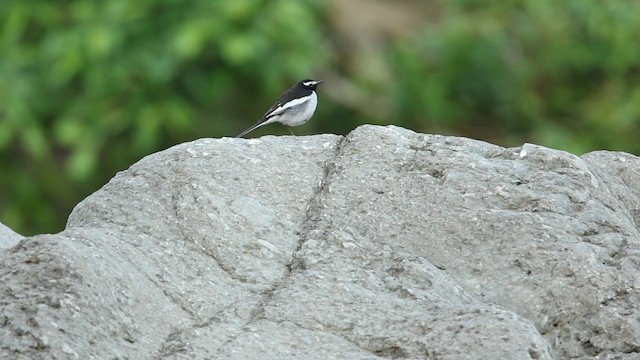White-browed Wagtail - ML488669