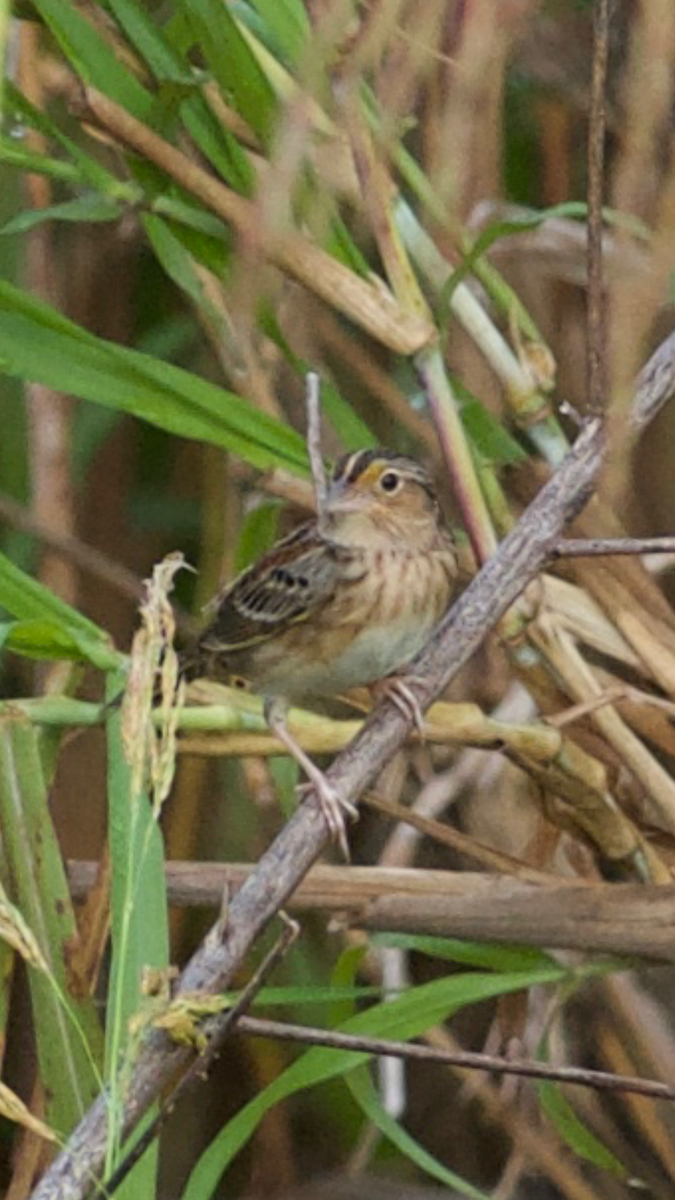 Grasshopper Sparrow - ML48867811