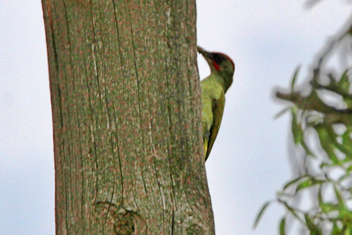 Iberian Green Woodpecker - ML488681981