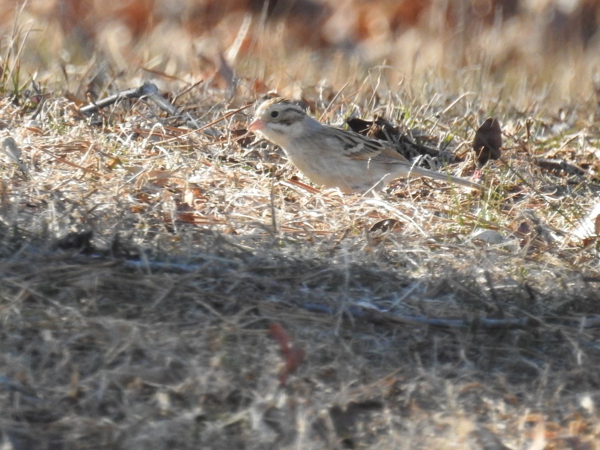 Clay-colored Sparrow - Jessica Howland