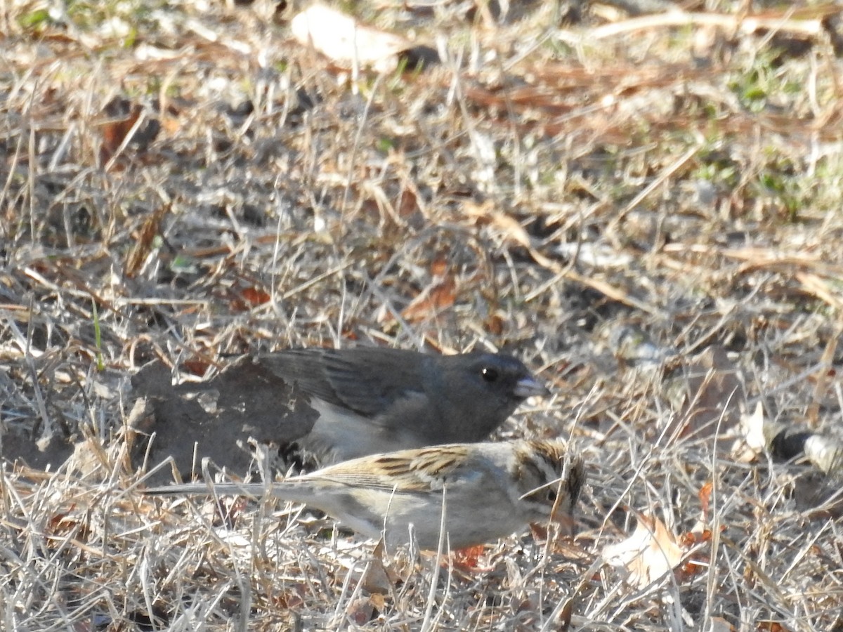 Clay-colored Sparrow - ML48868871