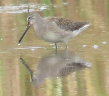 Long-billed Dowitcher - ML488702561
