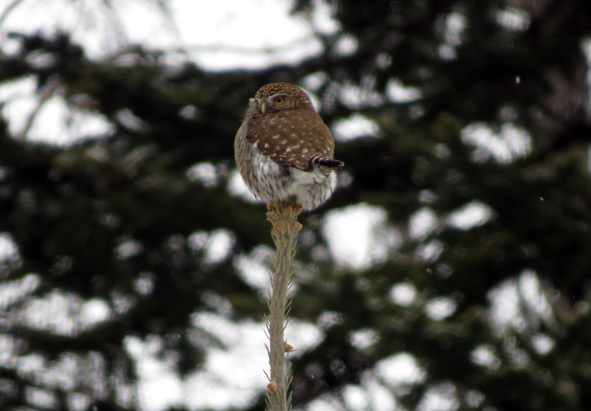 Northern Pygmy-Owl - ML48870401