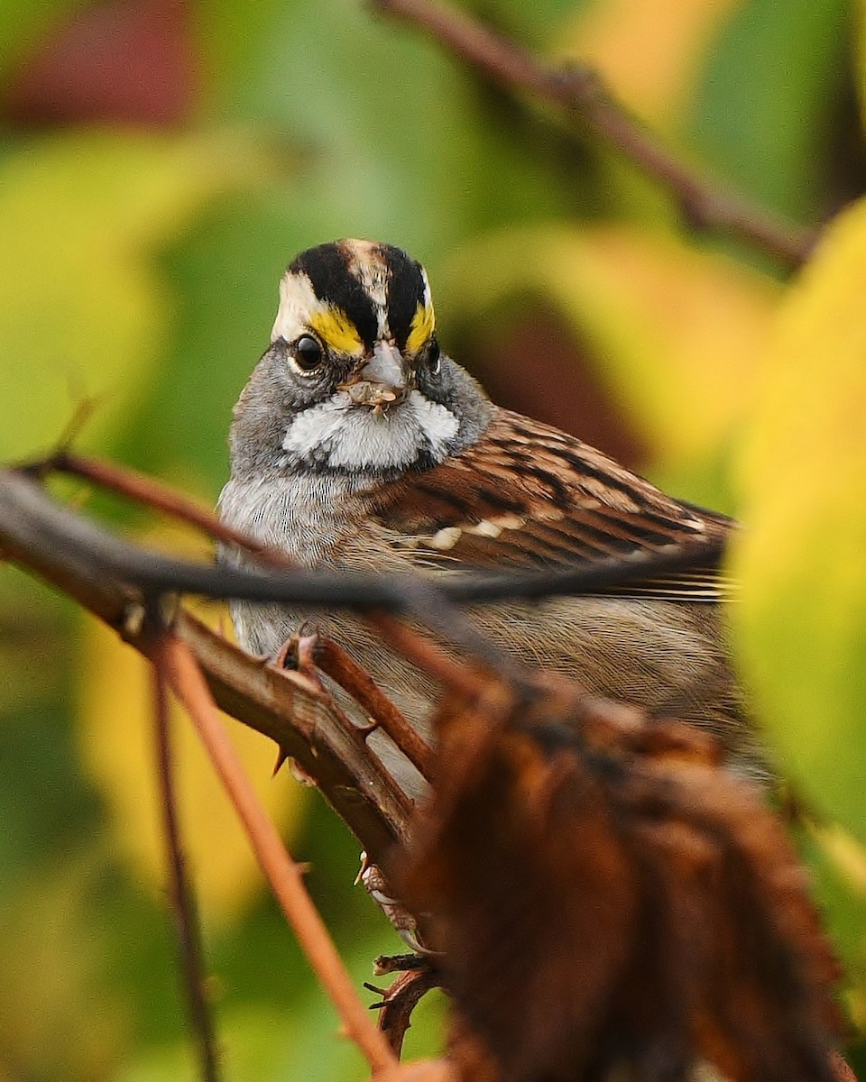 White-throated Sparrow - ML488708101