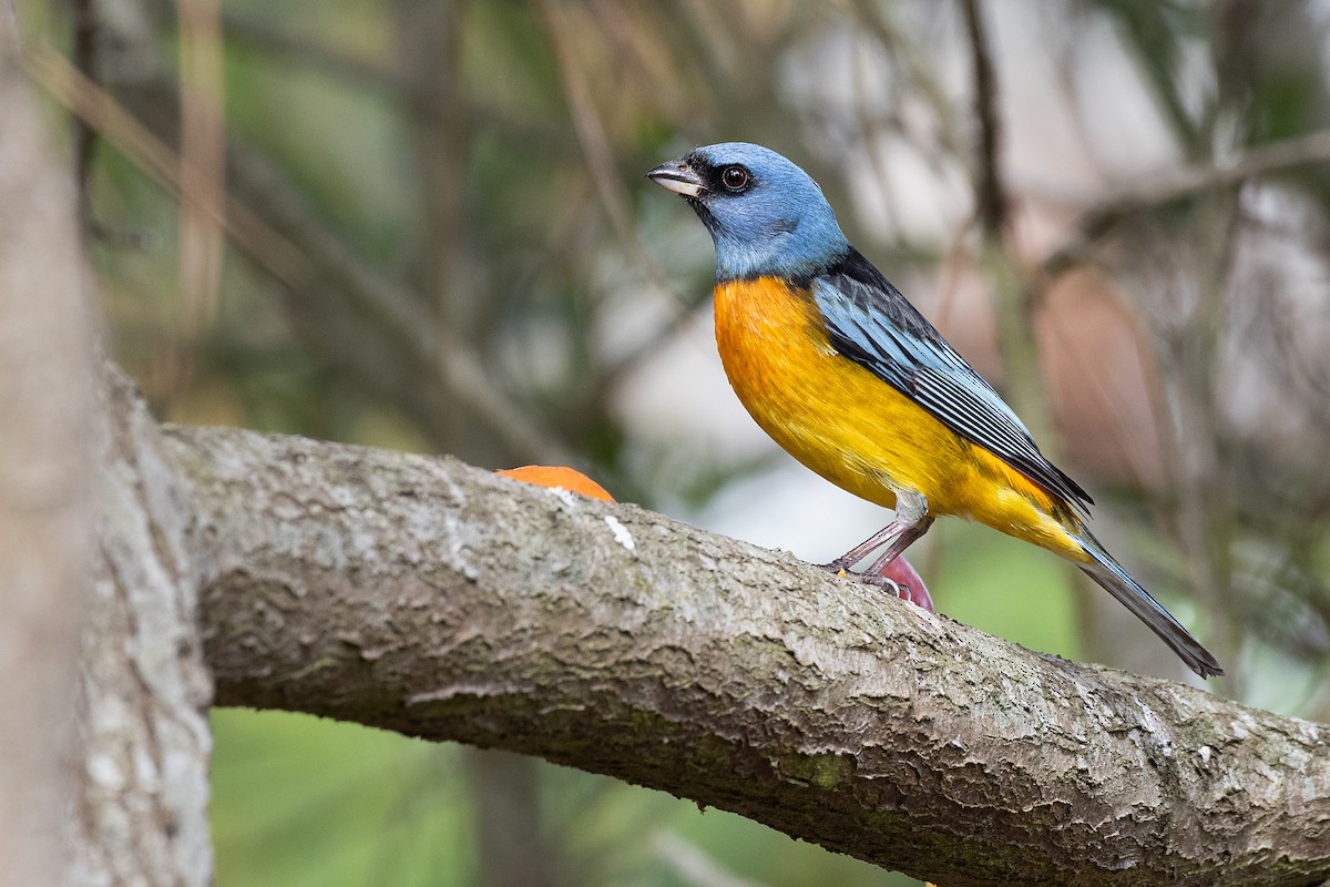 Blue-and-yellow Tanager - ML488714231