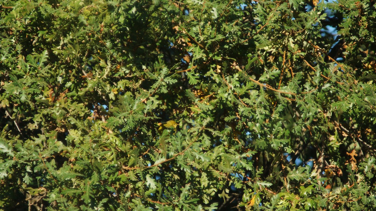 Orange-crowned Warbler - Steve Lindley