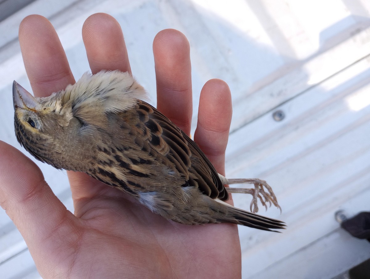 eBird Checklist 29 Sep 2022 Downtown Newark, Raymond Blvd 1 species