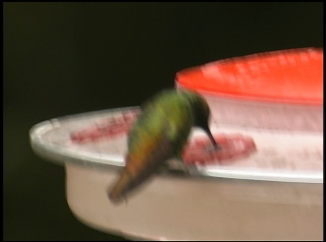 kolibřík měděnohlavý - ML488720