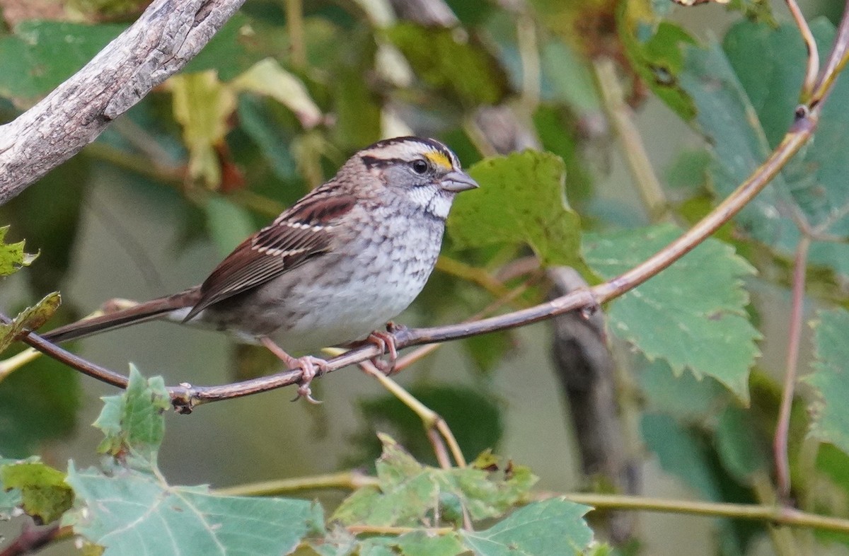 White-throated Sparrow - ML488720401