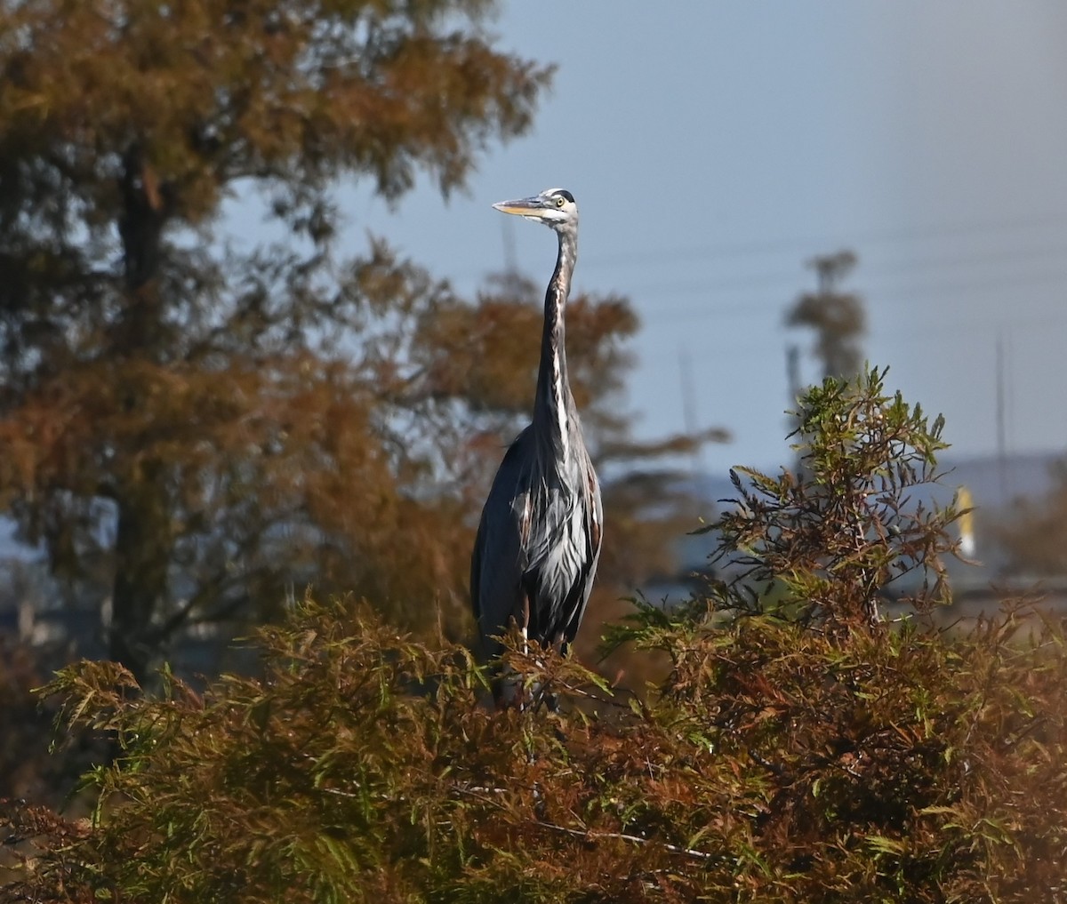 Great Blue Heron - ML488722831