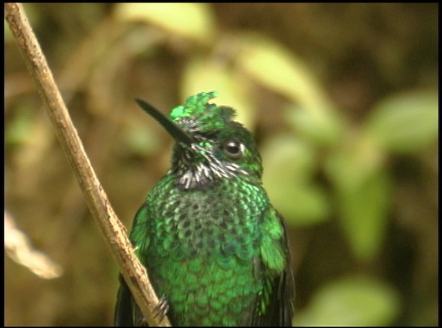Green-crowned Brilliant - ML488727
