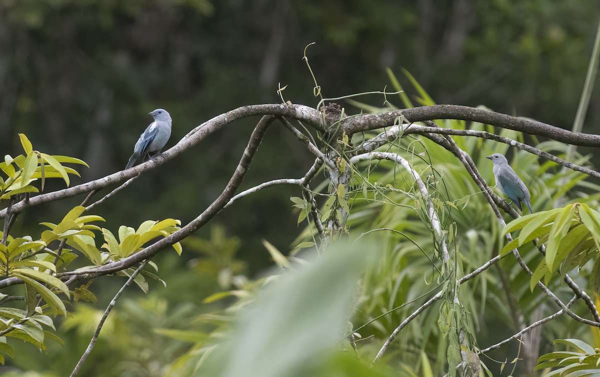 Blue-gray Tanager - ML488730031