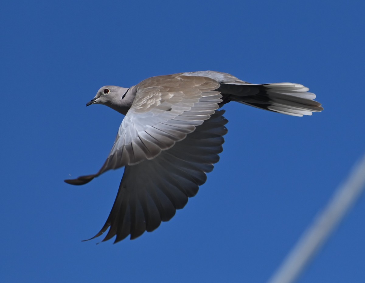 Eurasian Collared-Dove - Jim Highberger