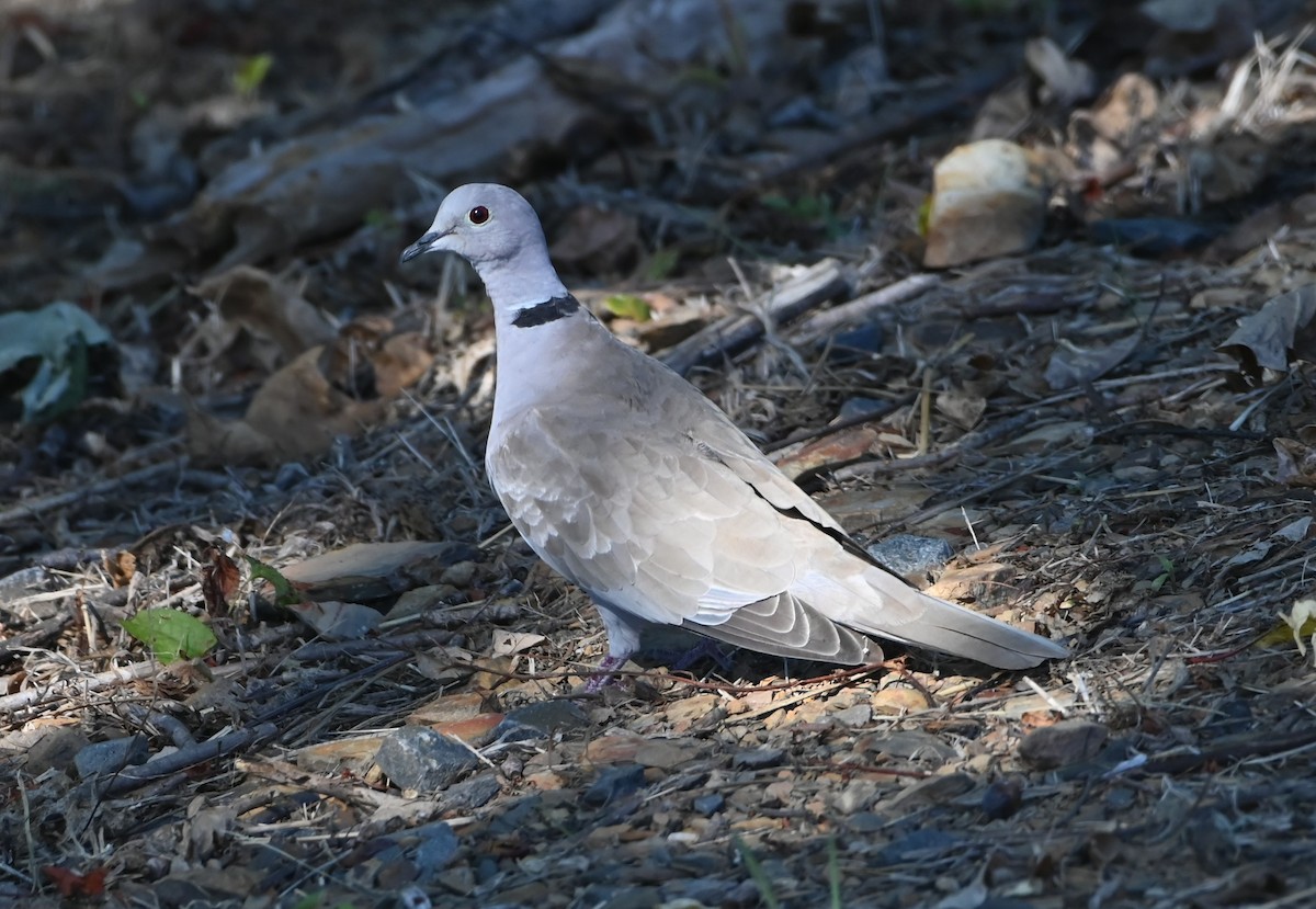 Eurasian Collared-Dove - ML488730071