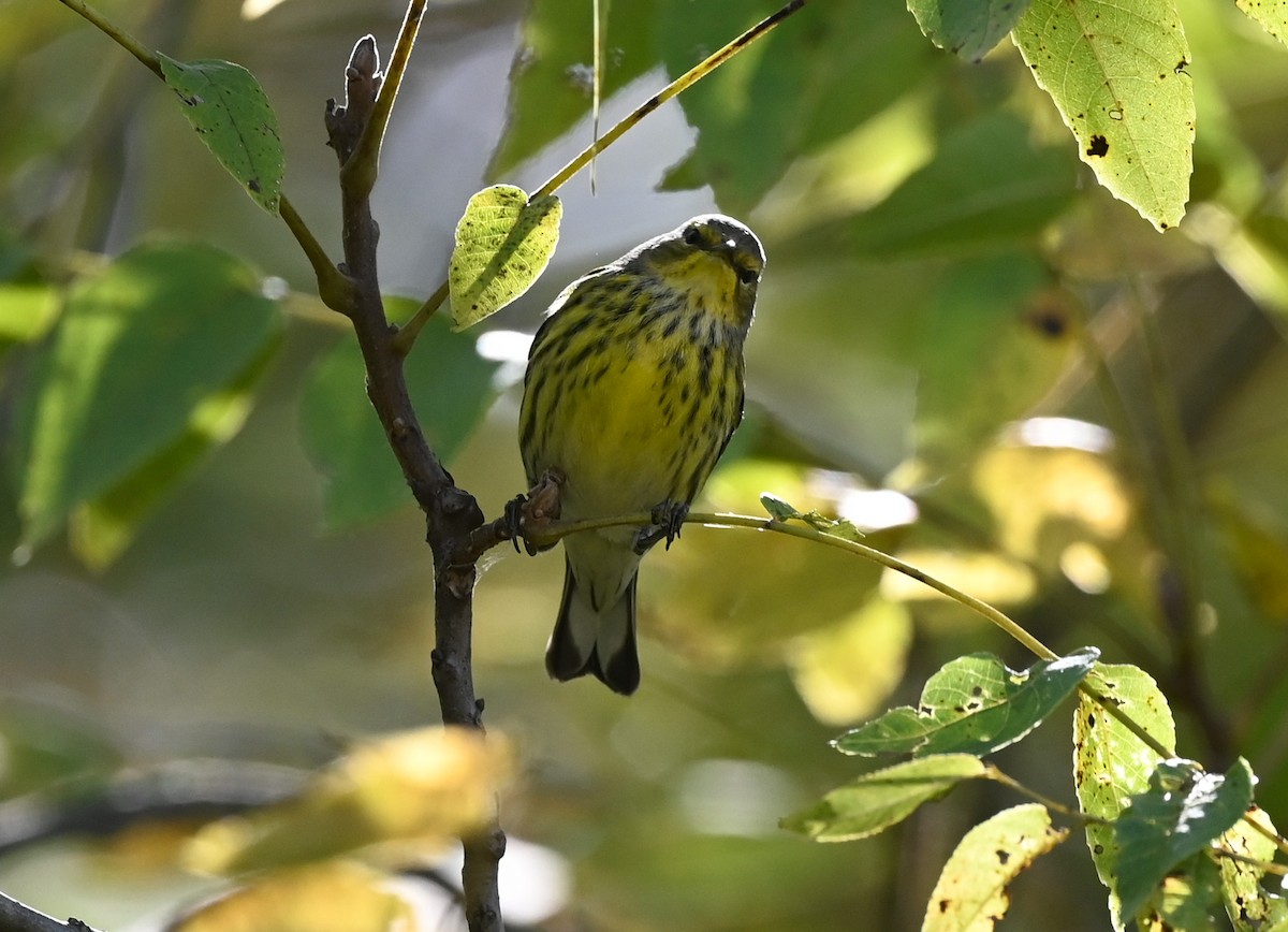 Cape May Warbler - ML488730491
