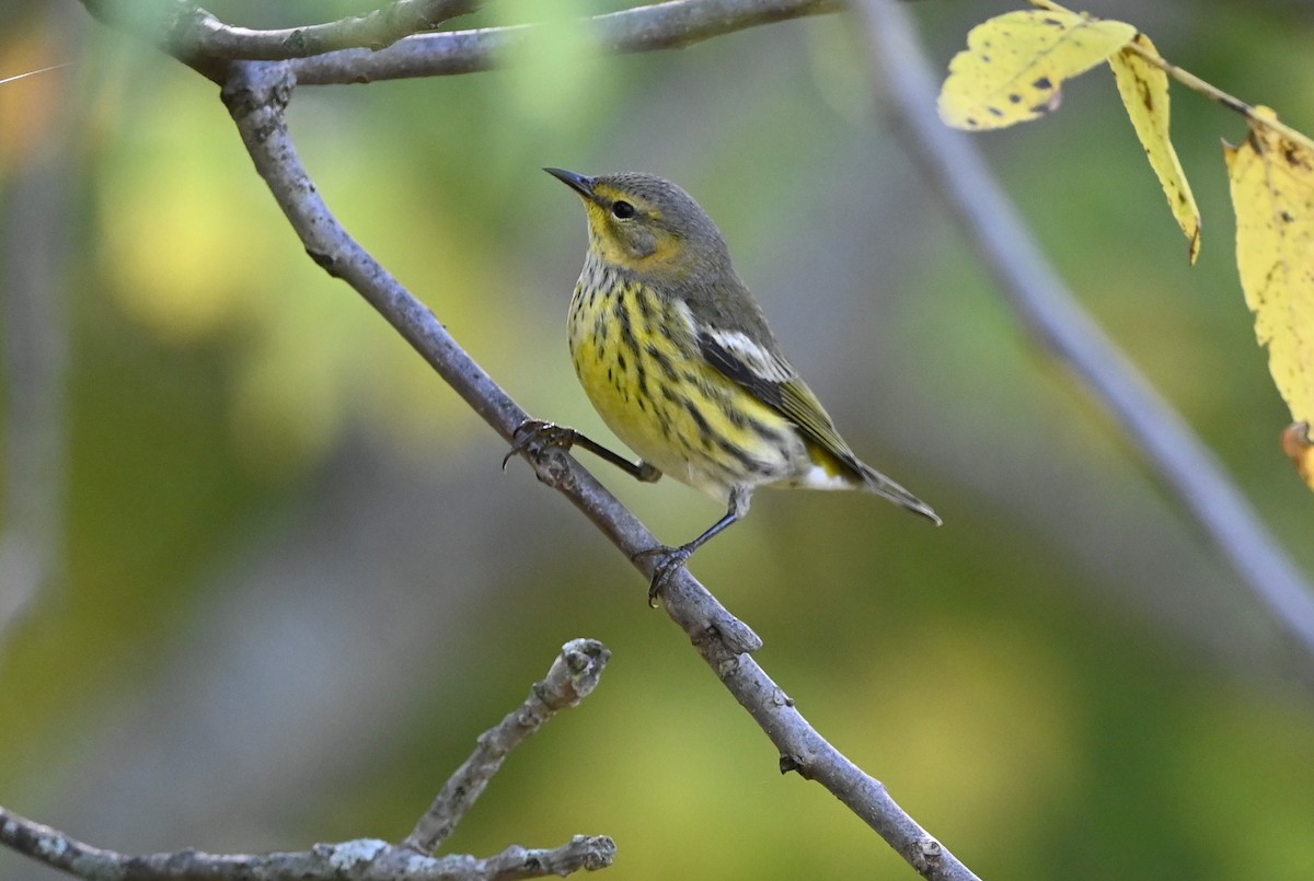 Cape May Warbler - ML488730501