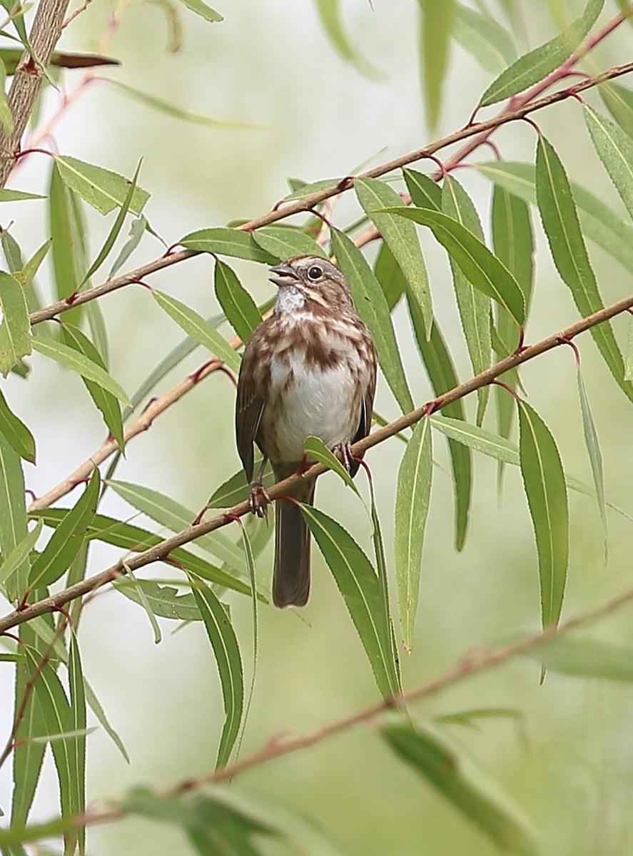Song Sparrow - Janet Cook