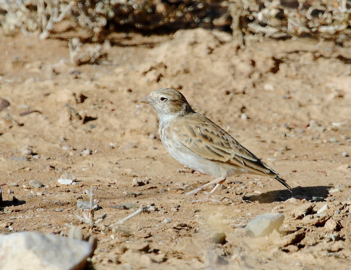 Black-eared Sparrow-Lark - ML48874131