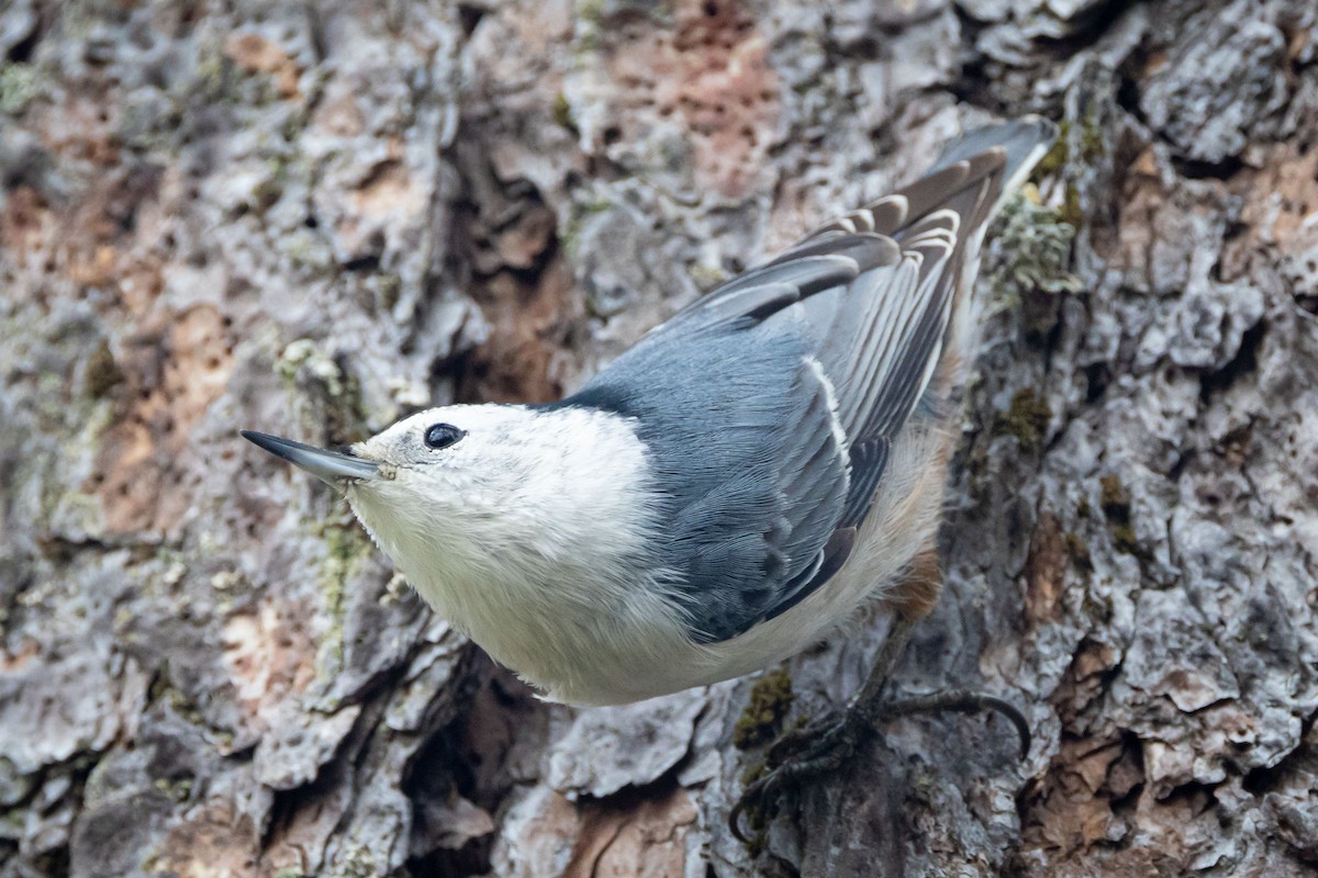 White-breasted Nuthatch (Pacific) - ML488746981