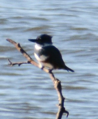 Belted Kingfisher - ML488748761