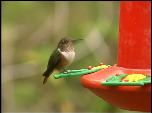 Scintillant Hummingbird - ML488751