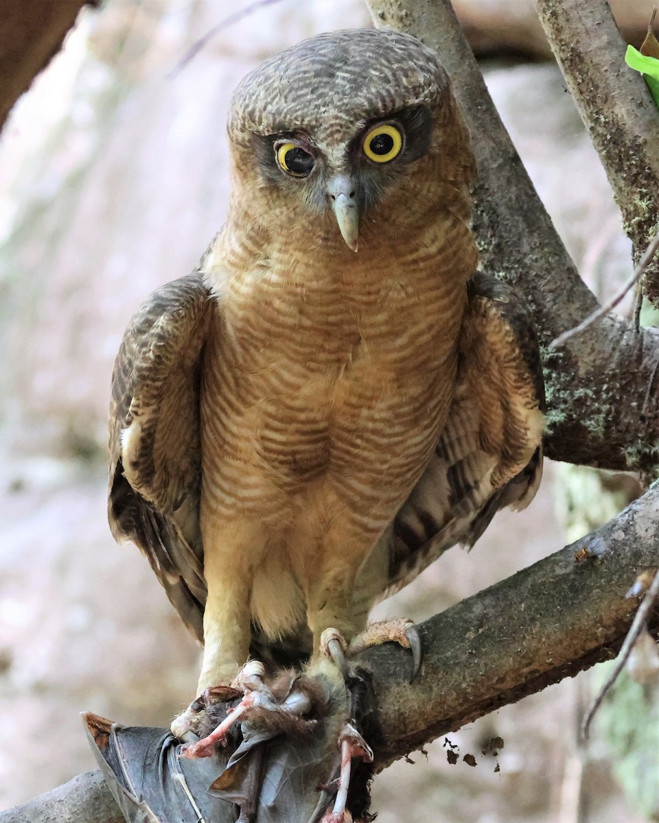 Rufous Owl - ML488752301