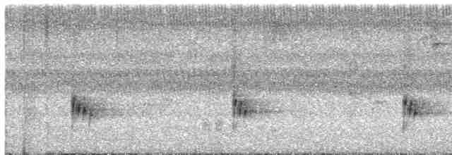 Поплітник каролінський - ML488755401