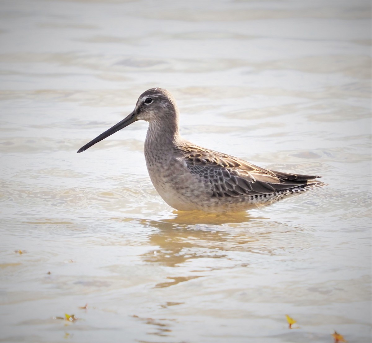 Long-billed Dowitcher - ML488758361