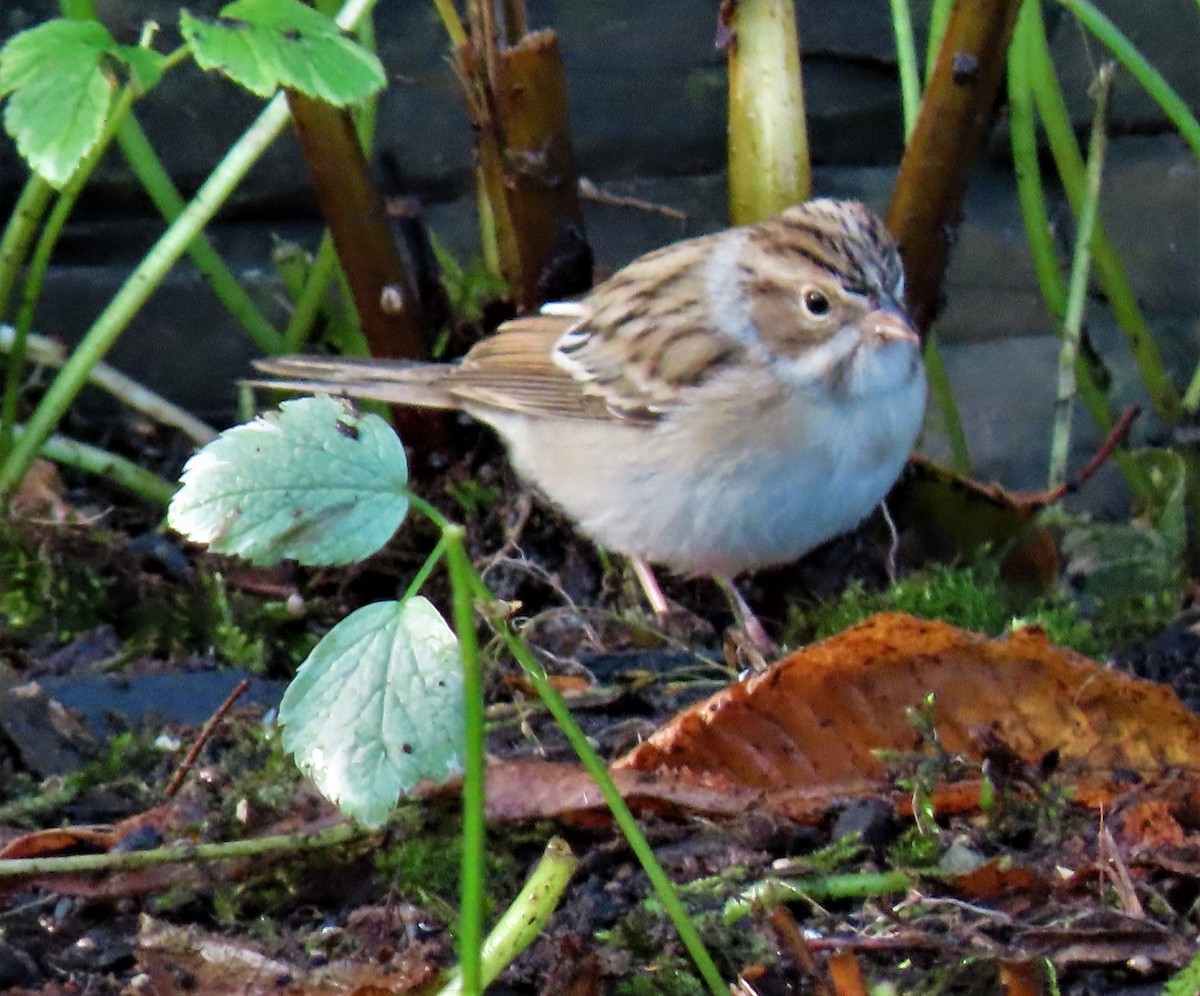 Clay-colored Sparrow - ML488760731