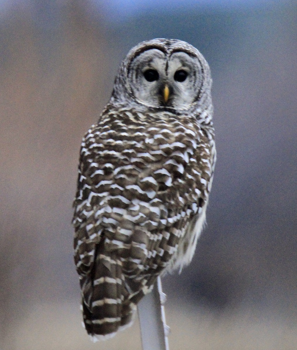 Barred Owl - Blair Bernson