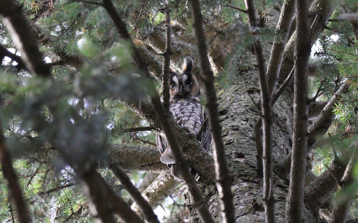 Long-eared Owl - ML488768141