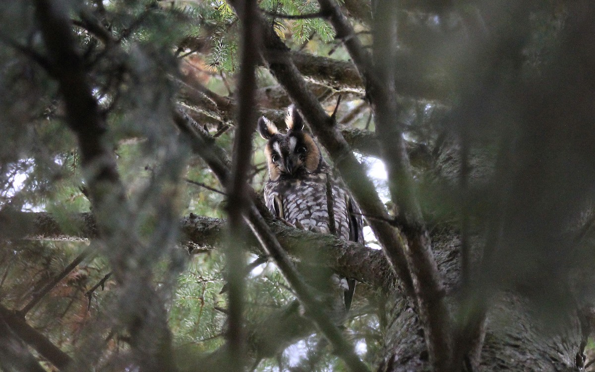 Long-eared Owl - ML488768151