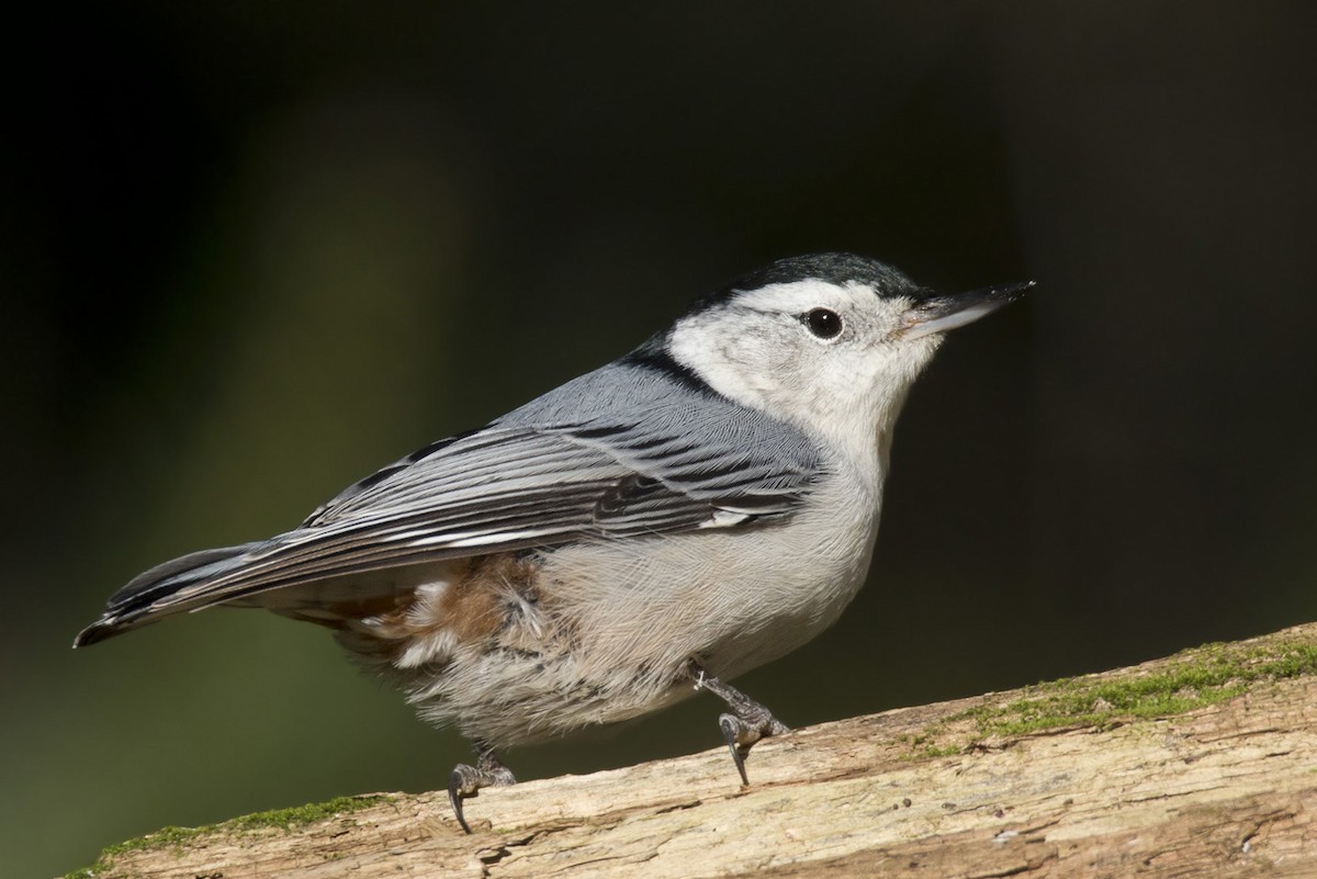 White-breasted Nuthatch - ML488770811