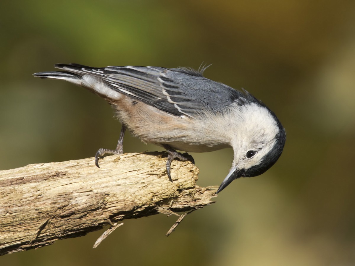 White-breasted Nuthatch - ML488770821
