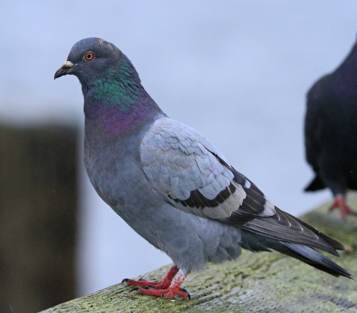 Rock Pigeon (Feral Pigeon) - Blair Bernson
