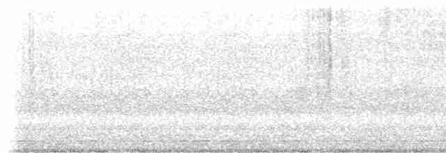 Багновець блідий (підвид nelsoni/altera) - ML488782671