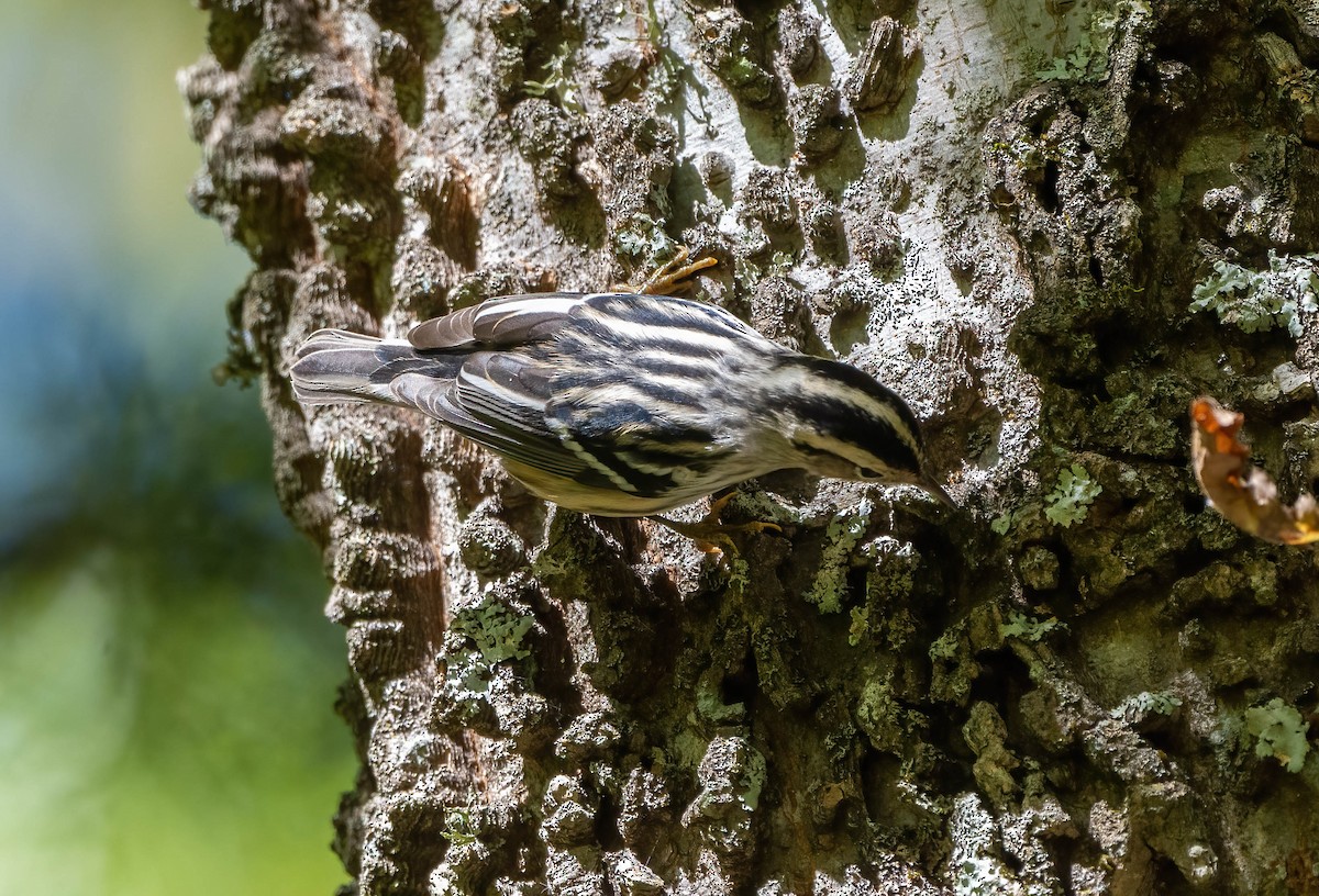 Black-and-white Warbler - ML488784781