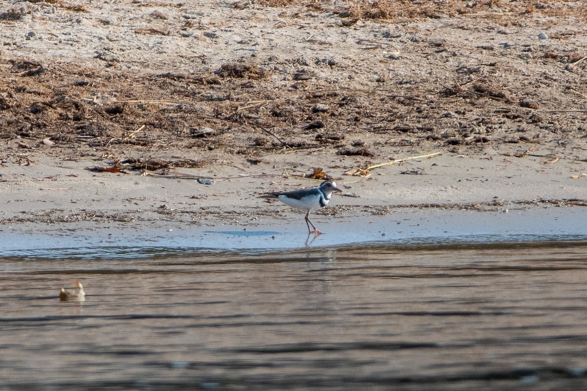 Three-banded Plover - ML488787721