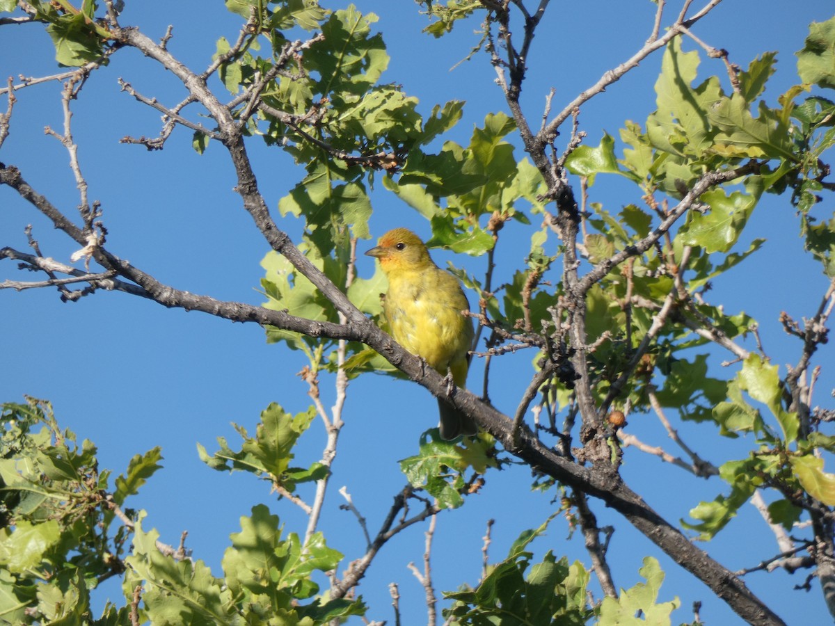 Western Tanager - ML488787921